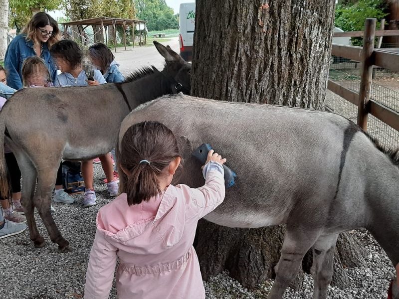 Laboratorio con gli asini