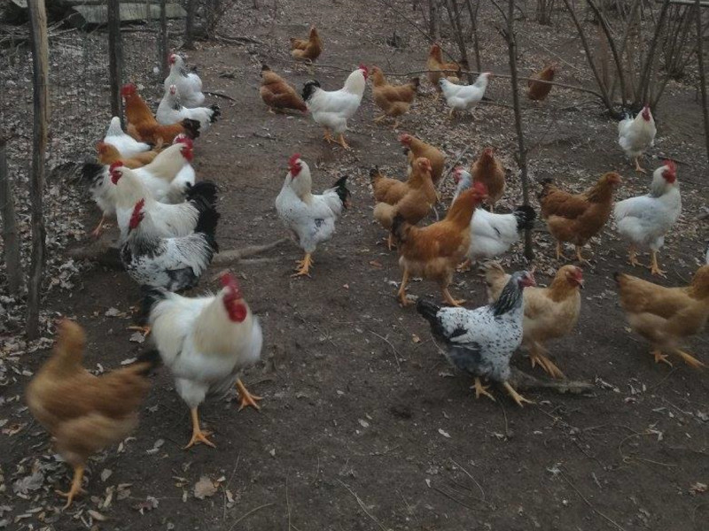 Costa del Sol Costa del Sol