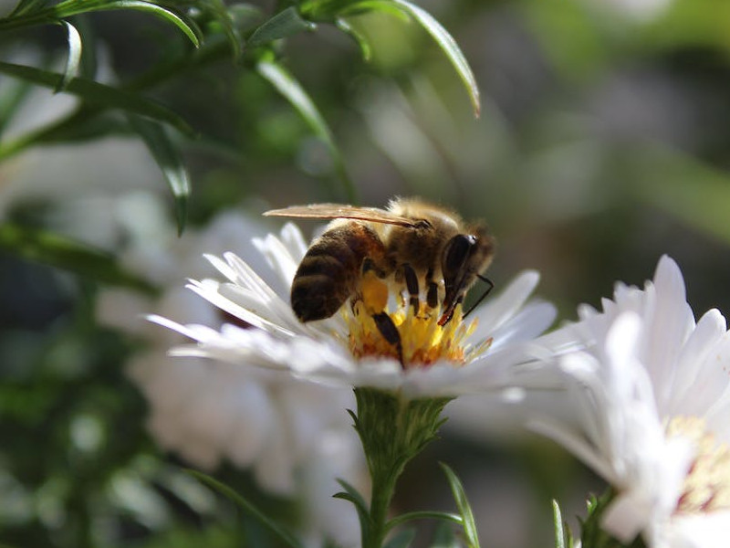 Miele del Montello Miele del Montello