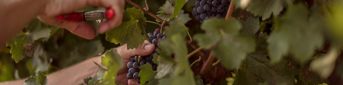 Sessanta Campi Luigino Zago