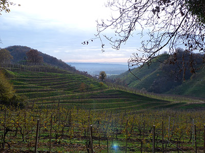 Le Rive di Col San Martino