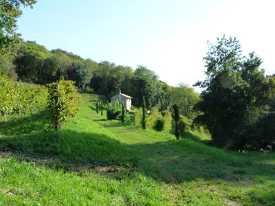 Il versante sud dei Colli d'Onigo