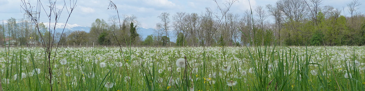 Povegliano tra soffioni e canalette