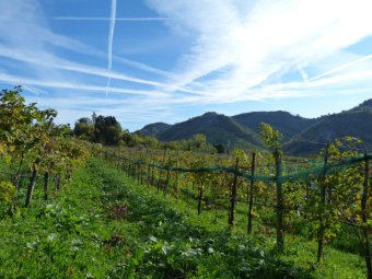 Panorami tra i vigneti del Prosecco