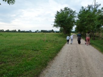 Guardabuoi sui prati