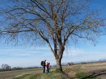 Pic-nic sotto l'albero