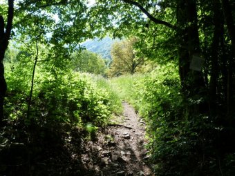 Sbuchiamo in una radura