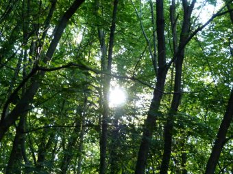 Sole tra gli alberi verso il Colle della Tombola