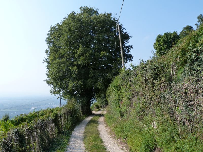 Grandi Querce