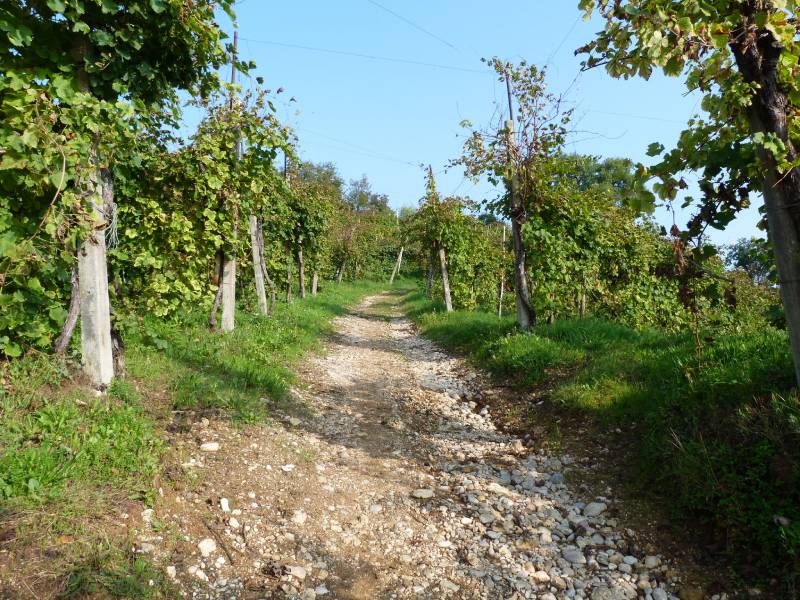 In salita tra i vigneti