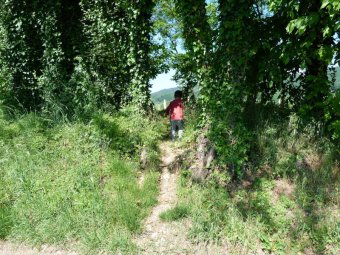 Sentiero nel varco tra gli alberi a destra