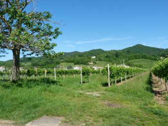 Panorami sui Colli Asolani