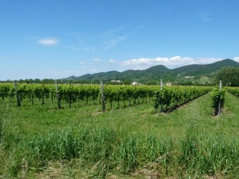 Panorami sui Colli Asolani