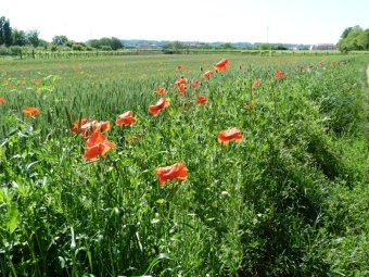Frumento e papaveri