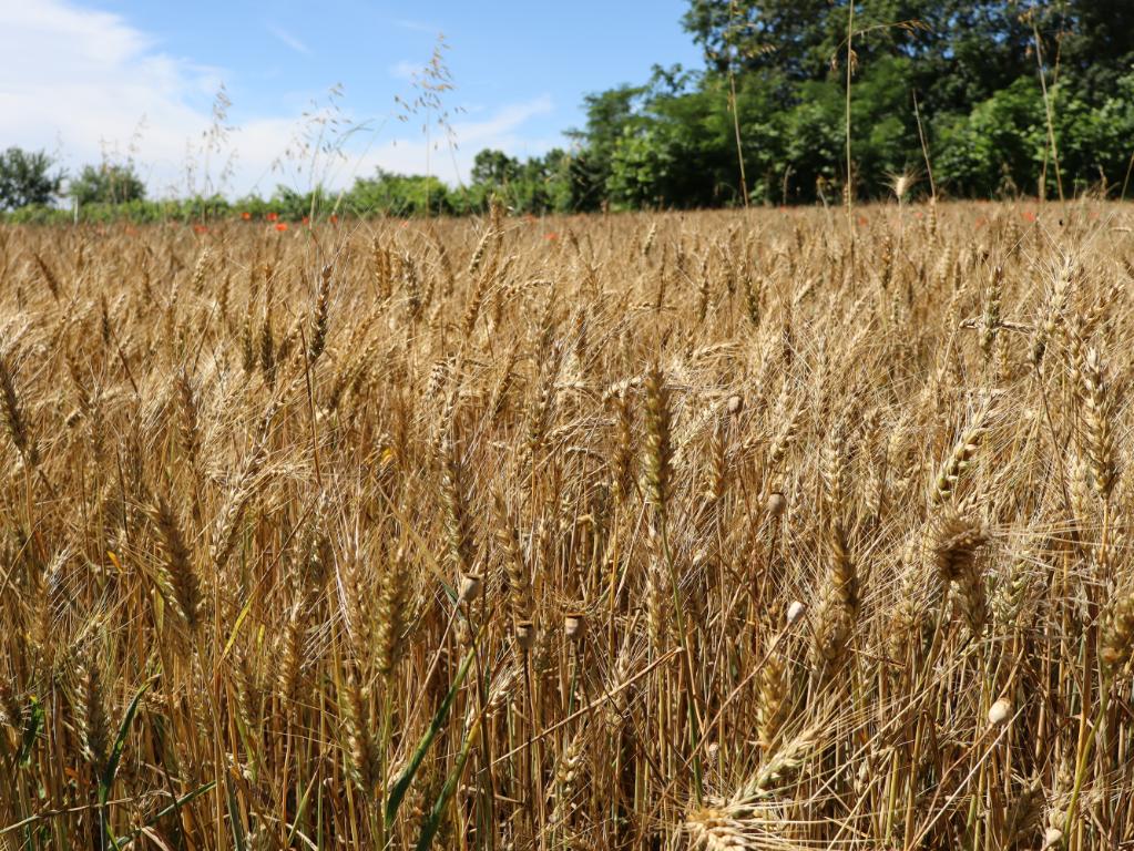 Campo di frumento