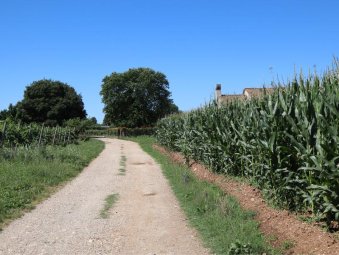 Via di campagna