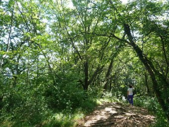 Alberi strani lungo la via