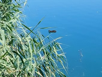 Pucino di Gallinella