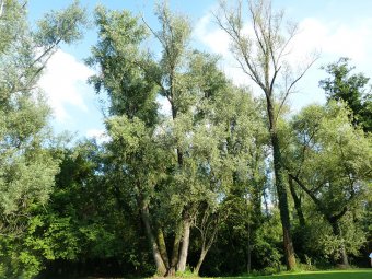 Grandi alberi centro Aironi