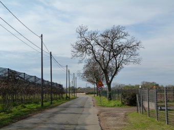 Piante di Noce e Kiwi