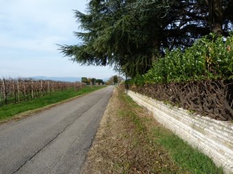 Grandi pini