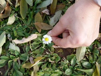 Alla ricerca delle margherite