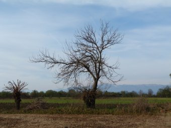 Via col vento