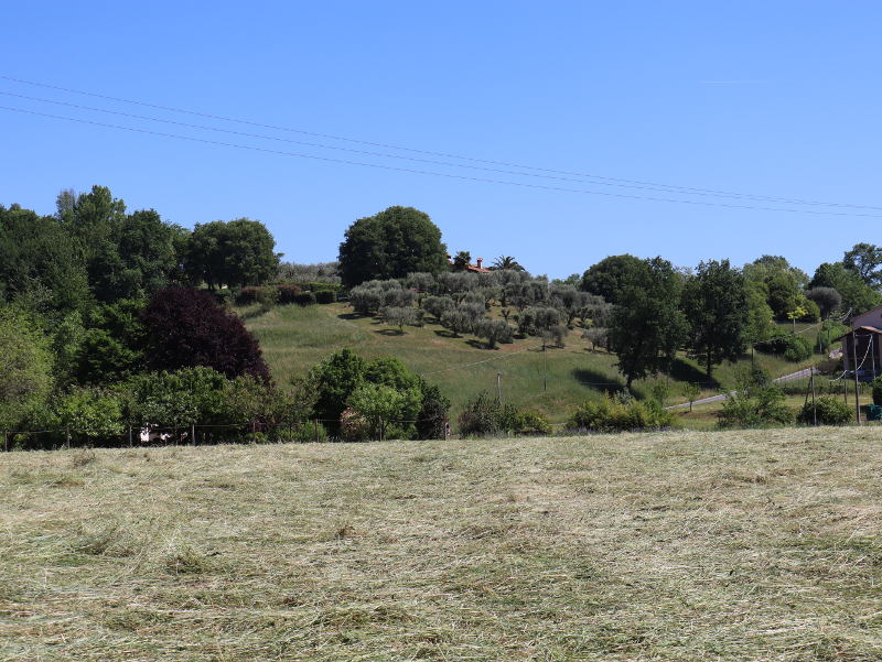 Profumo di fieno