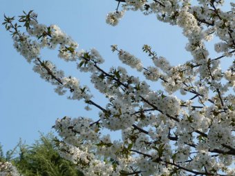Fiori di Betulla