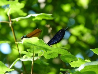 Albero delle damigelle