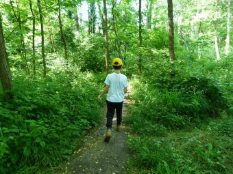 Ci addentriamo tra gli alberi