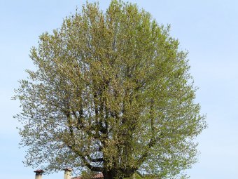 Albero