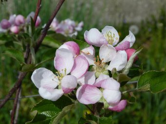 Fiori di melo