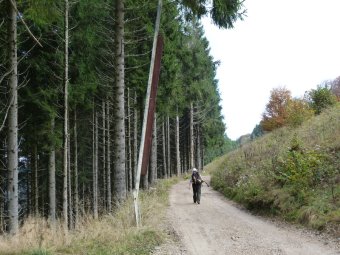 Alti pini