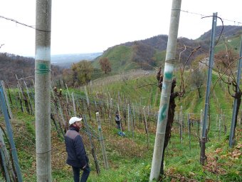 Slalom tra i vigneti