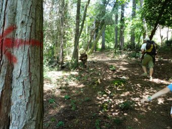 Ancora nel bosco maserino