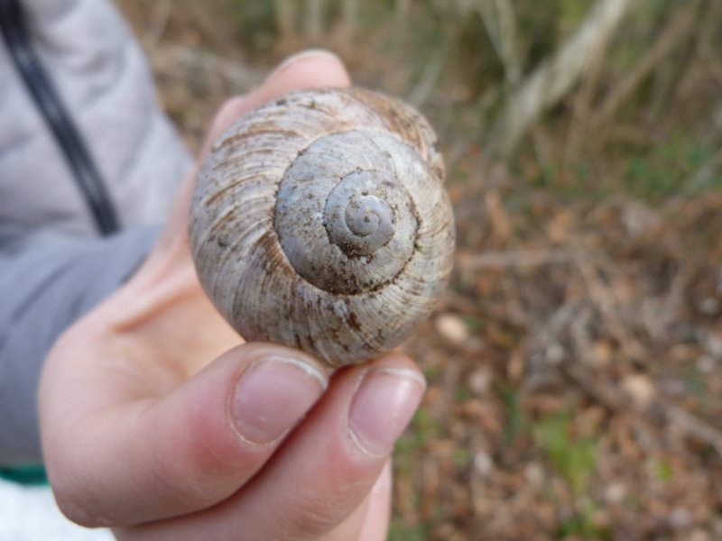 Grande guscio di una chioccola