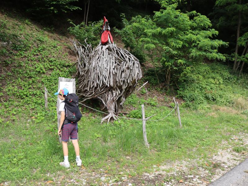 Gallo ligneo