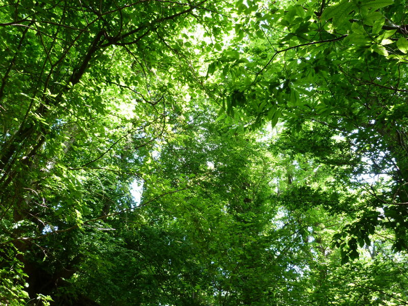 Verde intorno a noi