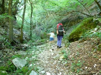 Tra il verde del bosco