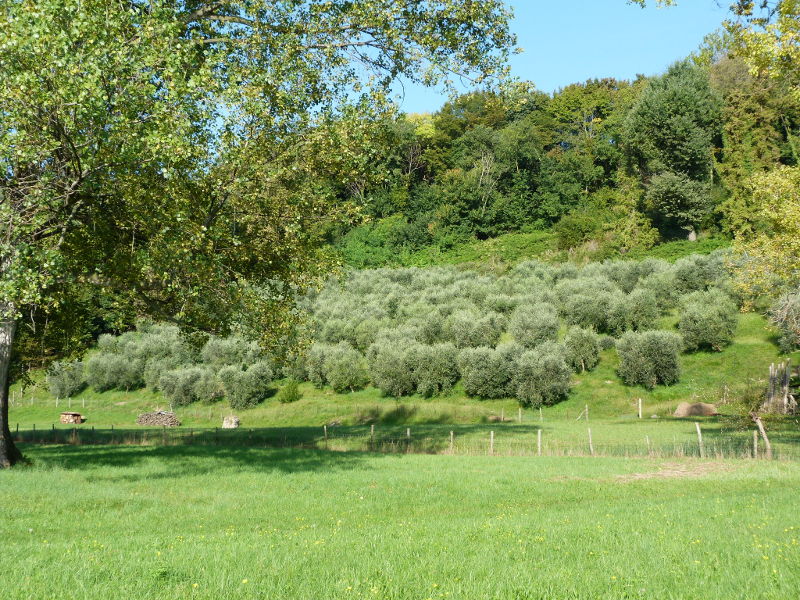 Chiome verso l'autunno