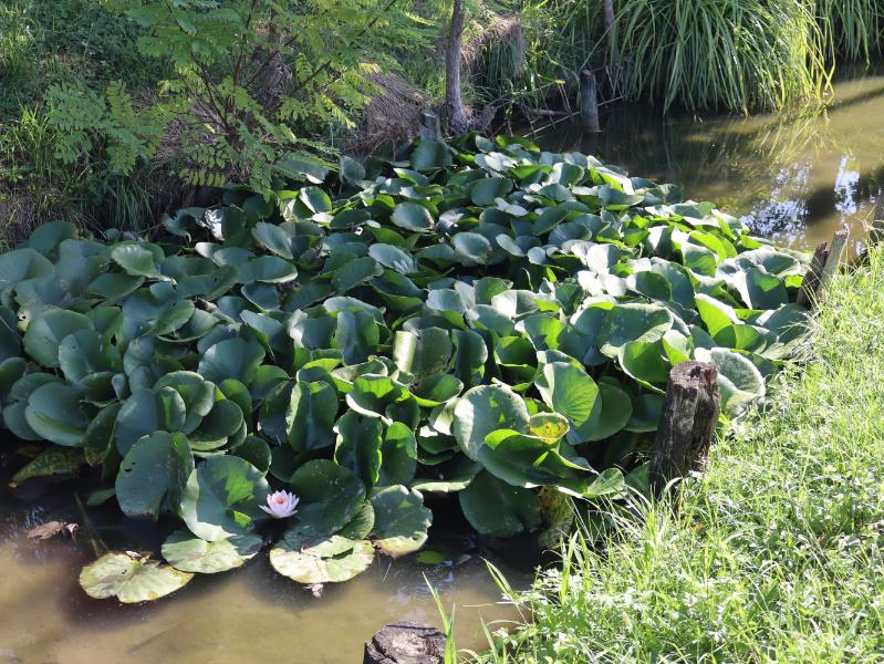 Ninfee lungo il canale