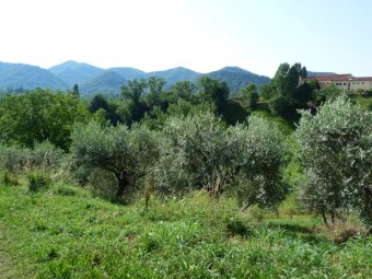 Passiamo accanto ad un uliveto