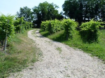 Quasi in strada (Via Longon)