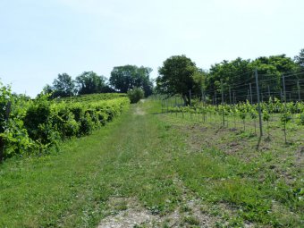 Tra i vigneti