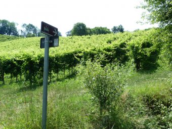 Facciamo la curva verso il vigneto
