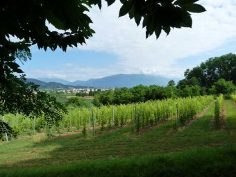 Panorami verso Monte Grappa e Colli Asolani