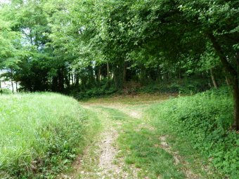 Radura lungo il sentiero