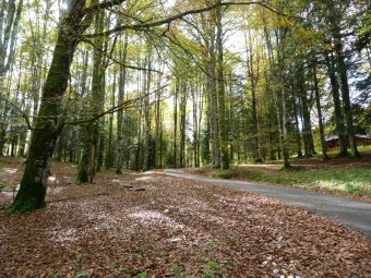 Bosco del Cansiglio