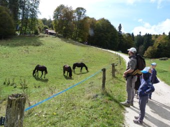 Incontriamo i cavalli